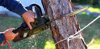 Best Arborist Consultation Services  in Altamont, TN