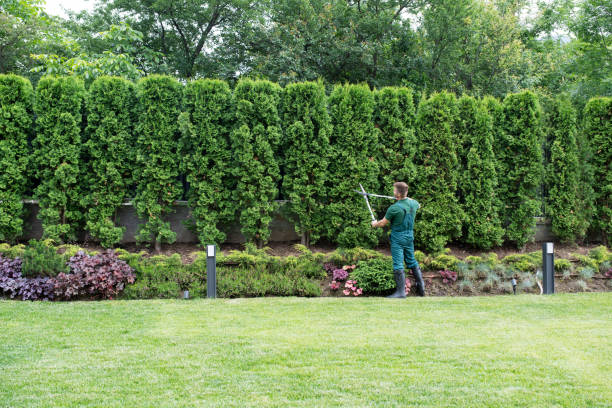 Best Lawn Maintenance Plans  in Altamont, TN