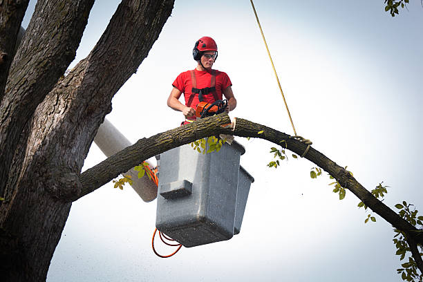 Best Leaf Removal  in Altamont, TN